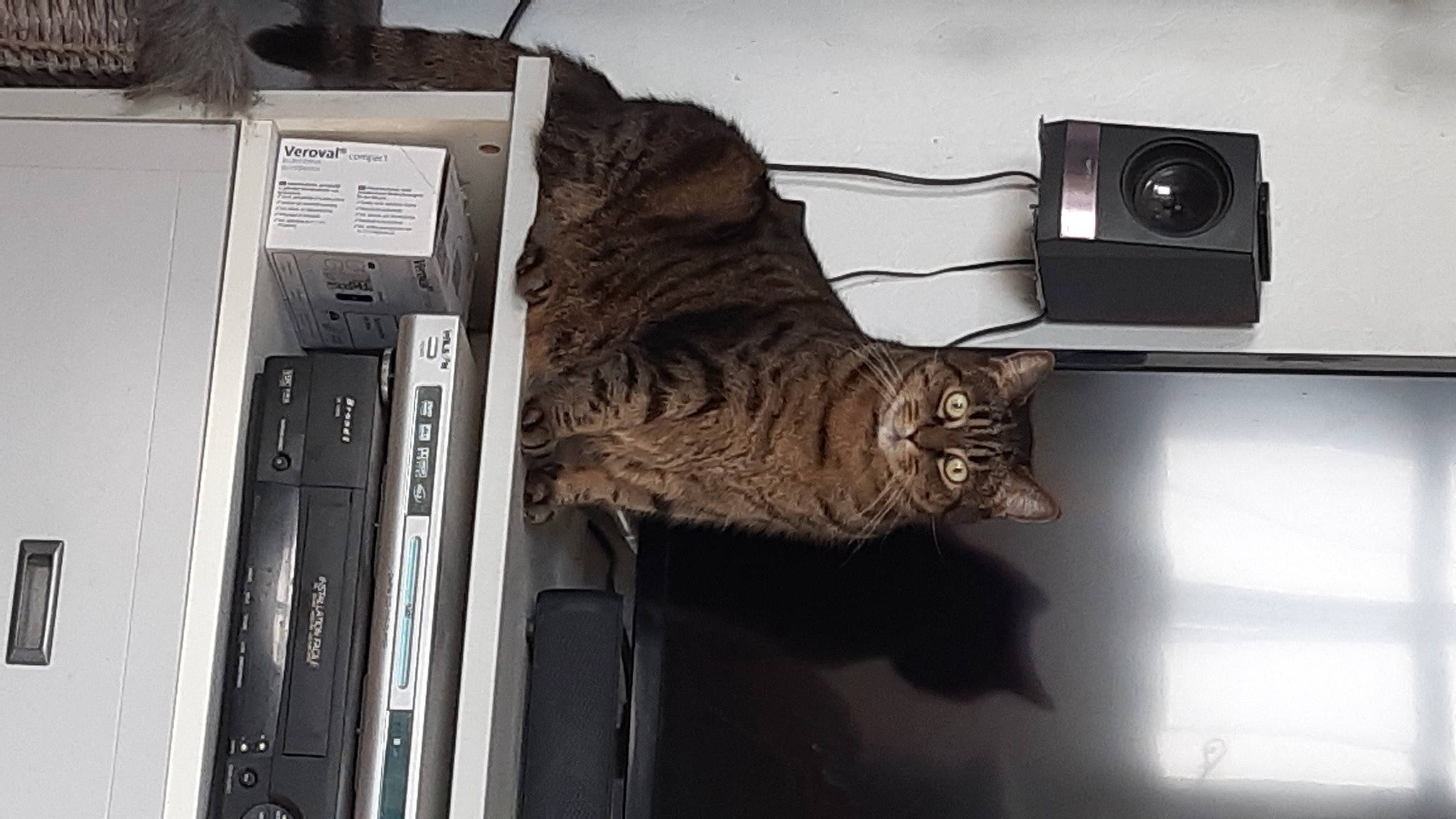 Valentin participe au concours pour gagner de l'argent avec cette photo : audio_equipment, camera, camera_lens, cat, digital_camera, domestic_short_haired_cat, electrical_wiring, felidae, fur, gadget, output_device, point_and_shoot_camera, reflex_camera, room, shelf, single_lens_reflex_camera, small_to_medium_sized_cats, tail, whiskers, wood