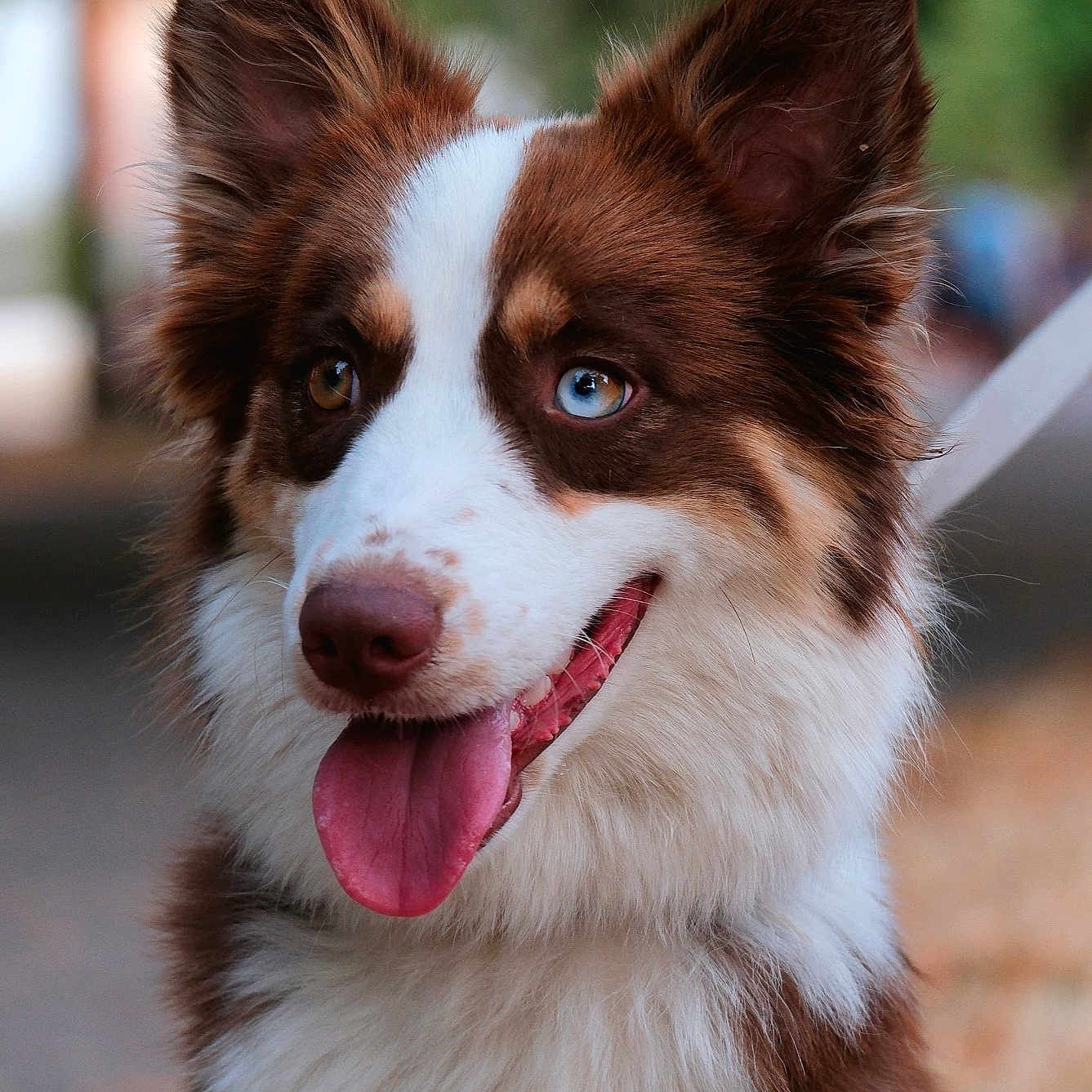 Vida participe au concours pour gagner de l'argent avec cette photo : dog, canine, portrait, close_up, heterochromia, blue_eye, brown_eye, tongue_out, fluffy, fur, ears, pet, animal, outdoor, nature, happy, friendly, cute, muzzle, whiskers