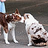 dog, canine, pet, leash, outdoor, pavement, brown_and_white_dog, white_and_brown_dog, interaction, curious, friendly, animal, fur, ears, tail, person, blue_dress, sandals, walking, meeting