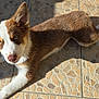 dog, brown, white, puppy, pet, animal, ears, eyes, fur, lying_down, floor, tiles, sunlight, shadow, mosaic, cute, domestic_animal, canine, relaxed, outdoor