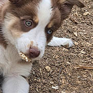 Vida a rejoint le concours — aidez-le/la à gagner de superbes lots ! puppy, dog, blue_eyes, fluffy, close_up, chewing, dirt, ground, outdoor, cute, young_dog, animal, pet, muzzle, ear, nose, fur, playful, curious, nature