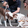 Vida a rejoint le concours — aidez-le/la à gagner de superbes lots ! dog, dogs, man, woman, leash, outdoor, street, pavement, fall_leaves, casual_clothing, glasses, interaction, pet, friendly, brown_and_white, crouching, smiling, daylight, nature, companionship