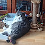 animal, architecture, building, cat, computerhardware, couch, electronics, furniture, hardware, hardwood, indoors, interiordesign, kitten, livingroom, manx, monitor, pet, room, screen, wood