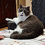 animal, architecture, armchair, building, cat, chair, computer, couch, electronics, furniture, hardwood, homedecor, indoors, kitten, livingroom, manx, pet, phone, room, wood