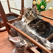 Akira participe au concours pour gagner de l'argent avec cette photo : adult_cat, animal, black_and_white_cat, cats, chairs, dining_room, ears, eyes, fluffy, funny_pose, gray_cat, indoor, kitten, longhaired, pet, tabby, tulips, two_cats, whiskers, wooden_table