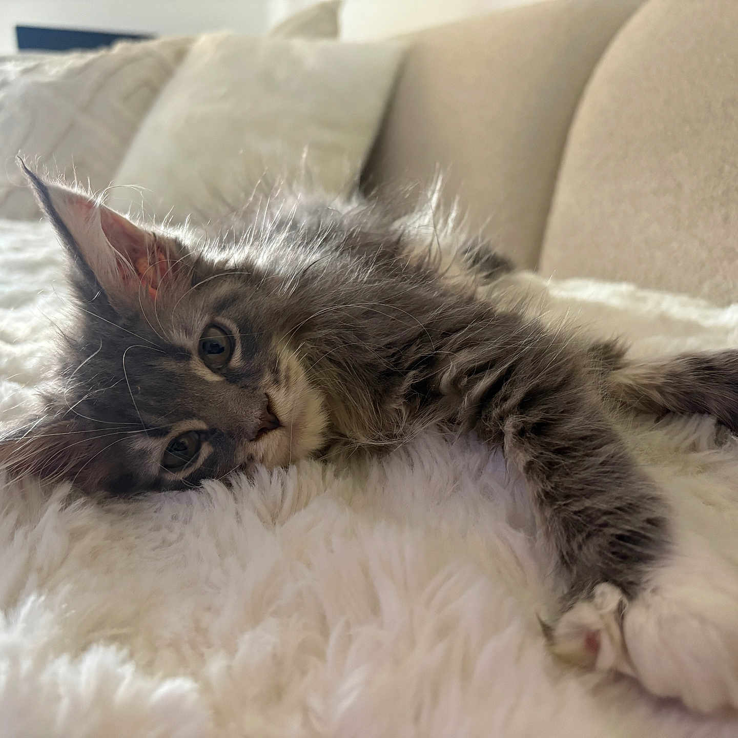 Kuromi participe au concours pour gagner de l'argent avec cette photo : animal, blanket, blue_eyes, cat, couch, cozy, ears, fluffy, gray_fur, indoor, kitten, long_hair, lying_down, paws, pet, pillows, portrait, relaxed, sleepy, whiskers