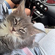 Kuromi participe au concours pour gagner de l'argent avec cette photo : animal, blue_eyes, car, cat, close_up, dashboard, fluffy, gray_fur, indoor, kitten, lap, long_hair, passenger, pet, photography, road_trip, sitting, vehicle, whiskers, white_fur