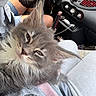 animal, blue_eyes, car, cat, close_up, dashboard, fluffy, gray_fur, indoor, kitten, lap, long_hair, passenger, pet, photography, road_trip, sitting, vehicle, whiskers, white_fur