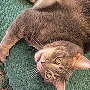 Eevee is registered to the contest to win money with this photo: cat, tabby_cat, gray_cat, pet, animal, whiskers, yellow_eyes, fur, lying_down, upside_down, blanket, textured_blanket, indoor, cute, curious, close_up, domestic_cat, feline, relaxed, playful