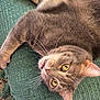 cat, tabby_cat, gray_cat, pet, animal, whiskers, yellow_eyes, fur, lying_down, upside_down, blanket, textured_blanket, indoor, cute, curious, close_up, domestic_cat, feline, relaxed, playful