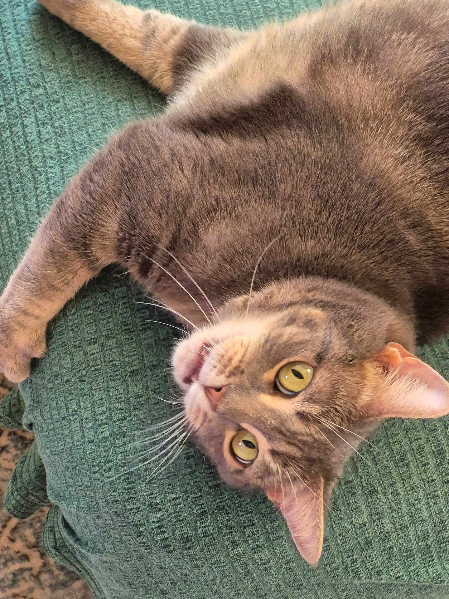Eevee is registered to the contest to win money with this photo: cat, tabby_cat, gray_cat, pet, animal, whiskers, yellow_eyes, fur, lying_down, upside_down, blanket, textured_blanket, indoor, cute, curious, close_up, domestic_cat, feline, relaxed, playful