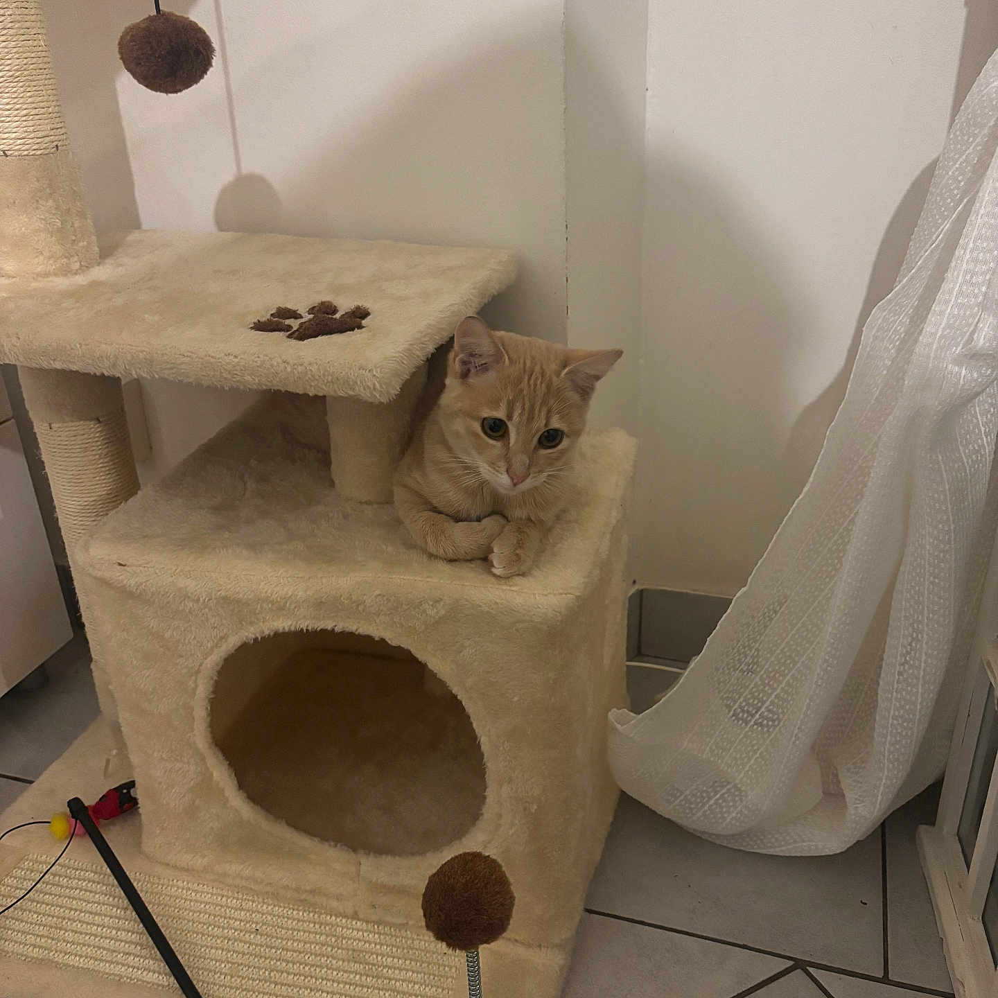 Simba a rejoint le concours — aidez-le/la à gagner de superbes lots ! animal, cat, cat_tree, cozy, curious, cute, dangler, feline, floor_tile, home, indoor, kitten, orange_tabby, pet, plush, resting, scratching_post, small, toy, window_curtain