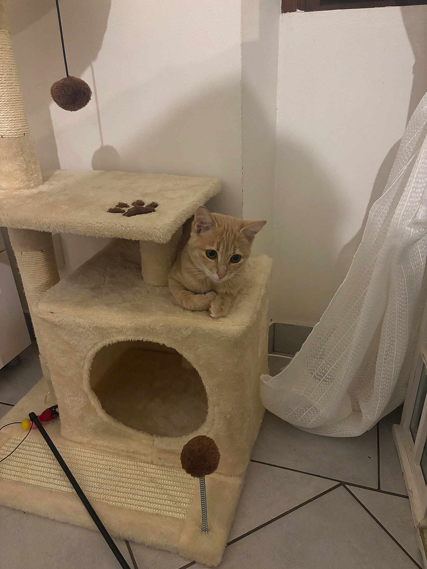 Simba a rejoint le concours — aidez-le/la à gagner de superbes lots ! cat, kitten, cat_tree, indoor, pet, orange_tabby, plush, toy, dangler, curious, feline, floor_tile, scratching_post, cozy, window_curtain, home, animal, resting, cute, small