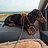 animal, black_dog, car_interior, countryside, dachshund, dashboard, dog, field, leash, leisure, pet, red_harness, resting, road, road_trip, side_mirror, sky, tan_markings, travel, window