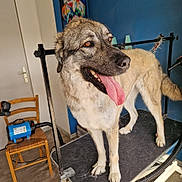 Sydney participe au concours pour gagner de l'argent avec cette photo : animal, blue_wall, chair, dog, door, dryer, ears, eyes, floor, fur, grooming_table, happy, indoor, mouth, pet, portrait, room, tail, tongue_out, wooden_chair