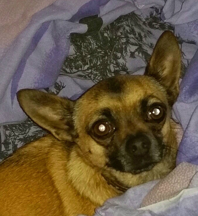 Louis a rejoint le concours — aidez-le/la à gagner de superbes lots ! canidae, carnivore, chihuahua, companion_dog, dog, dog_breed, ear, fawn, mammal, nose, puppy, snout, toy_dog, vertebrate, whiskers