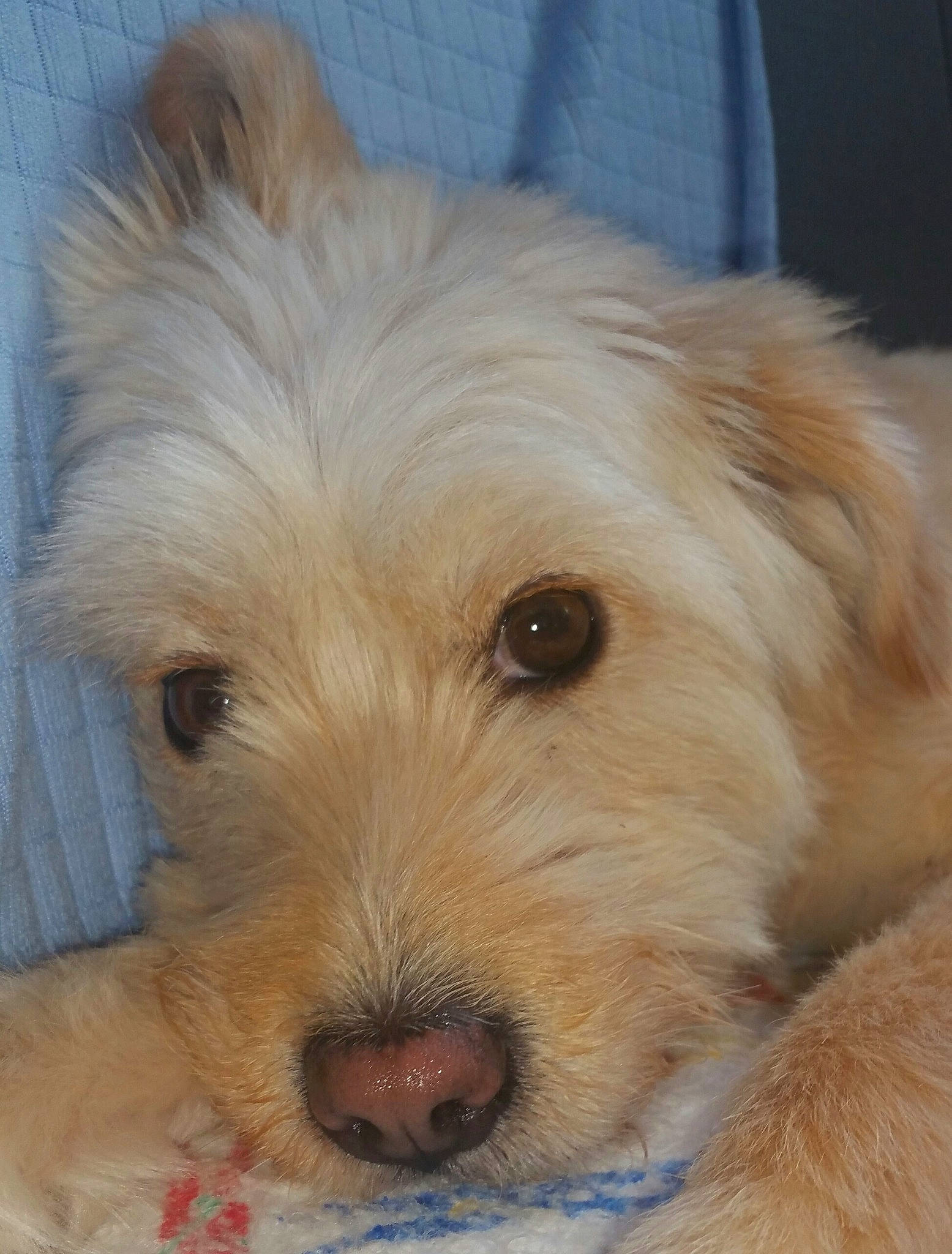 Molly participe au concours pour gagner de l'argent avec cette photo : cairn_terrier, canidae, carnivore, companion_dog, dog, dog_breed, dutch_smoushond, glen_of_imaal_terrier, mammal, norfolk_terrier, poodle_crossbreed, puppy, schnoodle, small_terrier, snout, sporting_group, sporting_lucas_terrier, terrier, vertebrate, west_highland_white_terrier