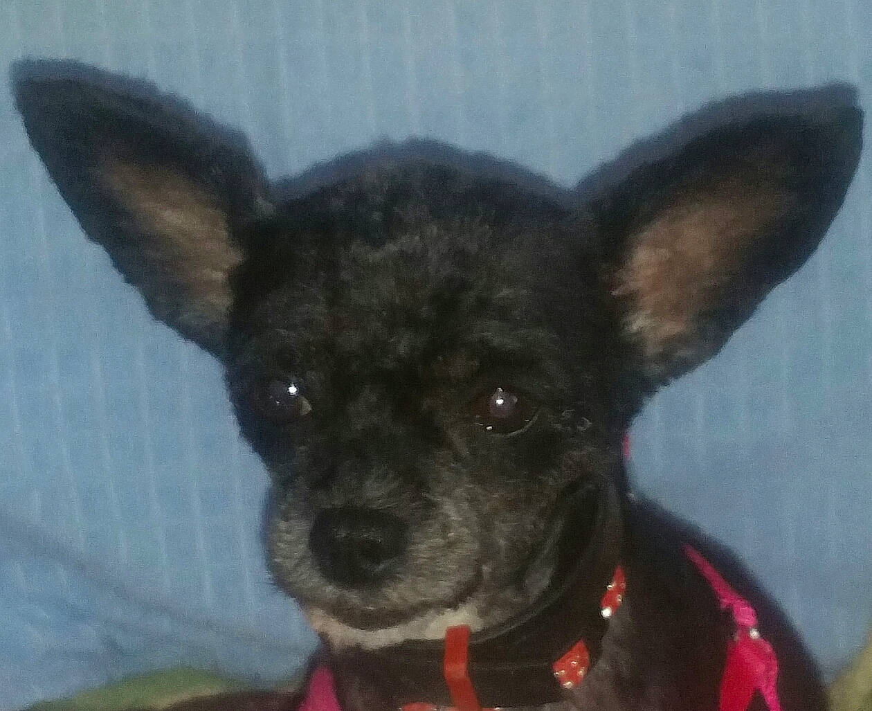 Gaya participe au concours pour gagner de l'argent avec cette photo : canidae, carnivore, chihuahua, dog, dog_breed, formosan_mountain_dog, mammal, mexican_hairless_dog, non_sporting_group, rare_breed_dog, snout, sporting_group, toy_dog, vertebrate