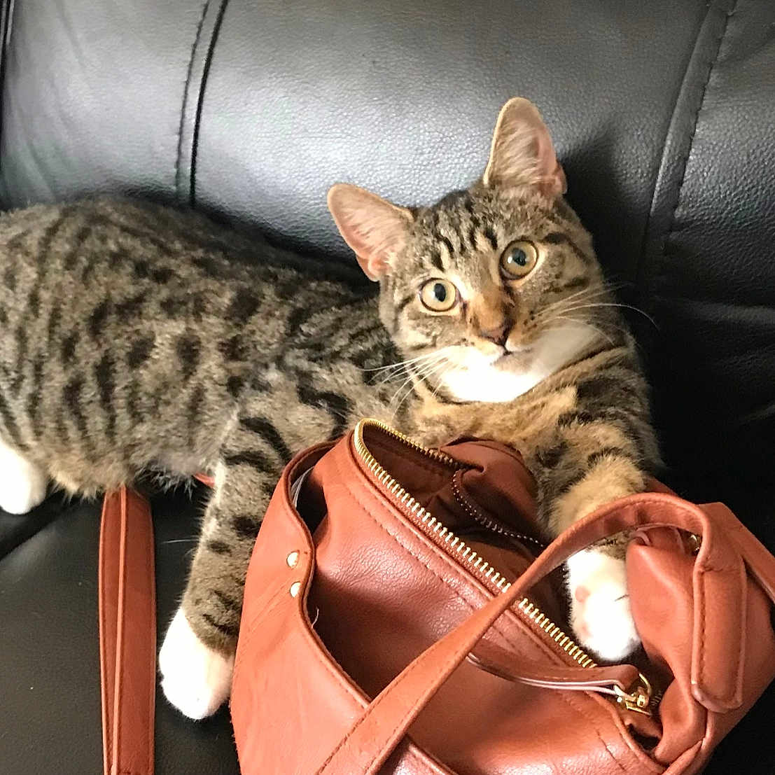 Baby joined the competition — help win amazing prizes! animal, black_leather, brown_leather, cat, closeup, couch, curious, cute, domestic_cat, feline, indoor, paws, pet, playful, purse, relaxed, sitting, striped, tabby, white_paws