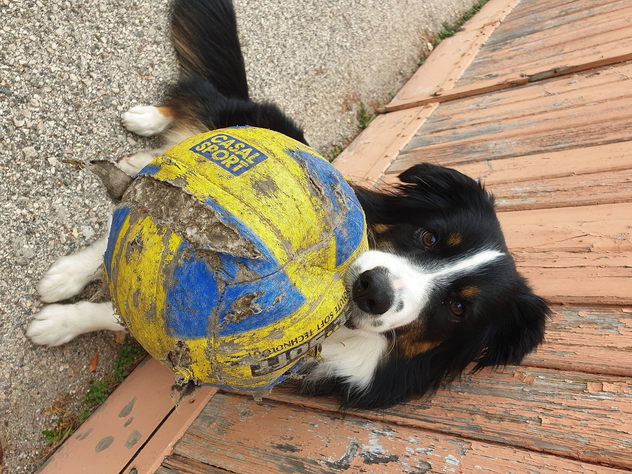 Sally participe au concours pour gagner de l'argent avec cette photo : ball, bernese_mountain_dog, carnivore, cavalier_king_charles_spaniel, companion_dog, dog, dog_breed, dog_supply, fashion_accessory, fur, goggles, paw, personal_protective_equipment, pet_supply, road_surface, snout, sporting_group, tail, wood, working_animal