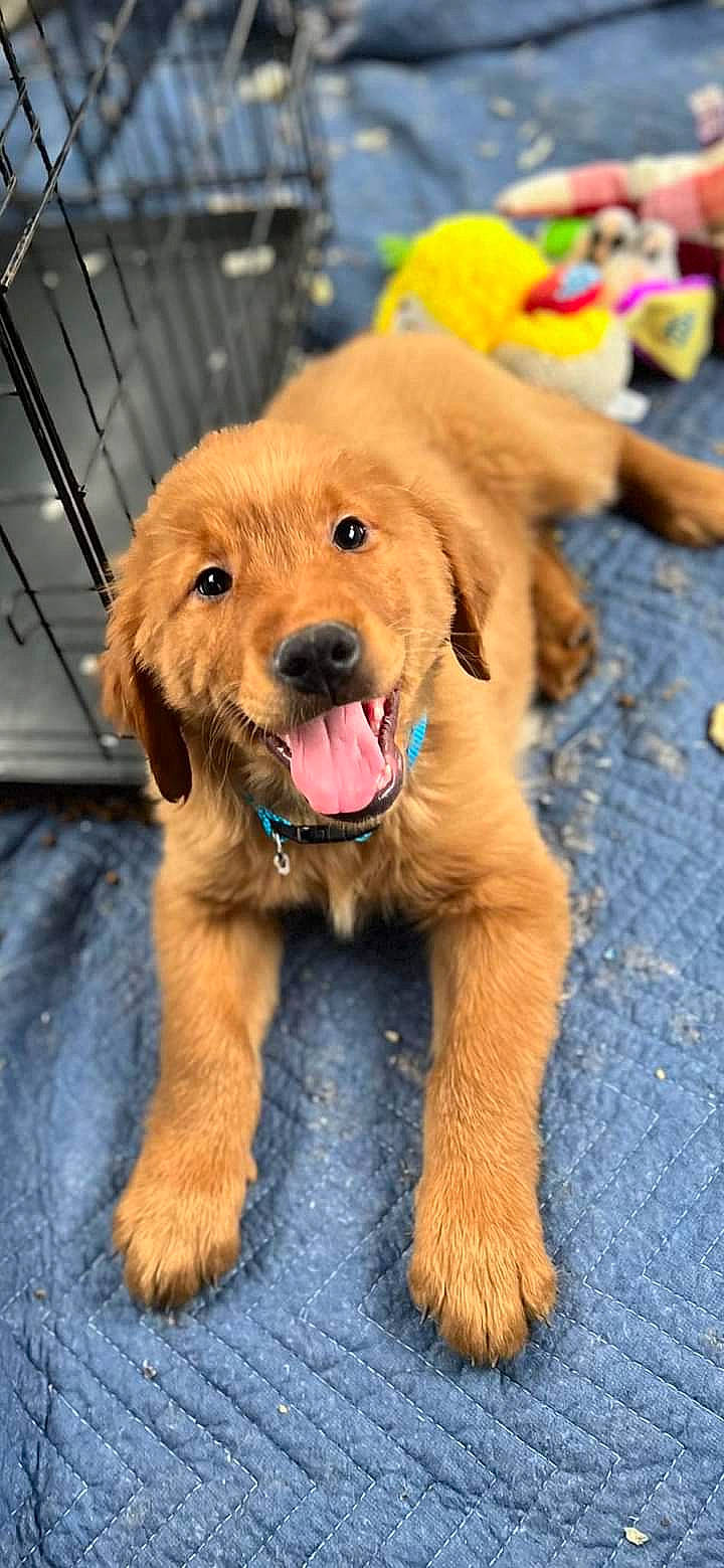 Buck joined the competition — help win amazing prizes! canidae, carnivore, companion_dog, dog, dog_breed, dog_collar, event, fashion_accessory, fawn, flooring, fur, hat, leash, liver, personal_protective_equipment, snout, sporting_group, working_animal