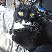 Mango participe au concours pour gagner de l'argent avec cette photo : cat, black_and_white, yellow_eyes, bedspread, indoor, furniture, dog, resting, shelf, tiara, cozy, curious, pet, animal, whiskers, close_up, floor, chair, blanket, room