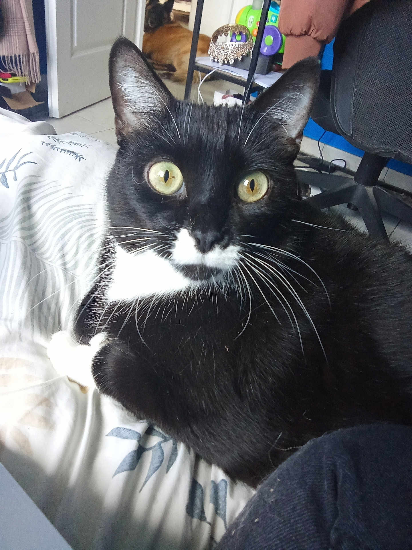 Mango participe au concours pour gagner de l'argent avec cette photo : cat, black_and_white, yellow_eyes, bedspread, indoor, furniture, dog, resting, shelf, tiara, cozy, curious, pet, animal, whiskers, close_up, floor, chair, blanket, room