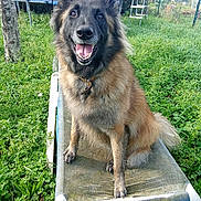 Nala a rejoint le concours — aidez-le/la à gagner de superbes lots ! dog, pet_bed, grass, outdoor, happy, canine, fence, garden, play_equipment, trampoline, tree, collar, smiling, animal, fur, tongue, ears, nature, sunlight, leisure