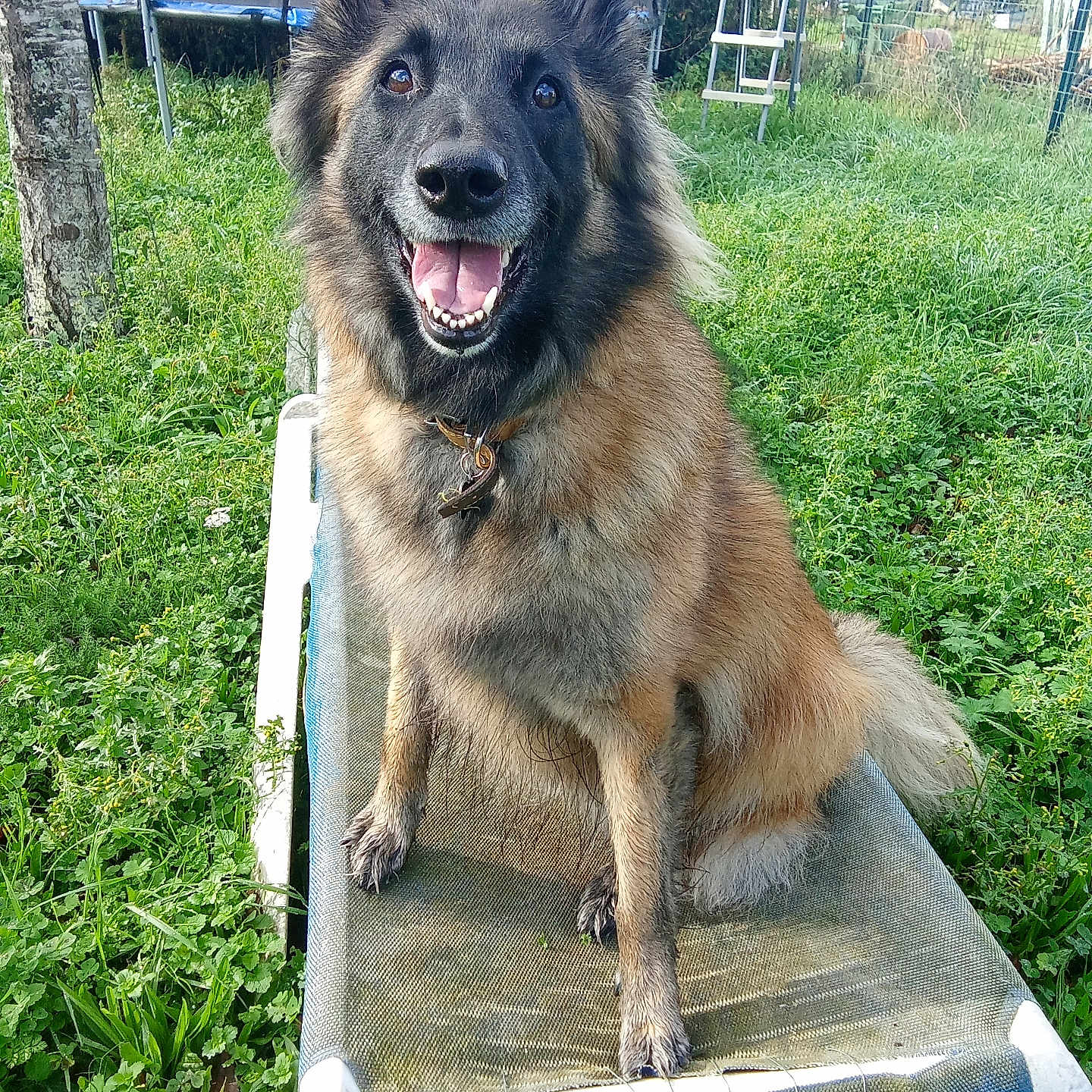 Nala a rejoint le concours — aidez-le/la à gagner de superbes lots ! animal, canine, collar, dog, ears, fence, fur, garden, grass, happy, leisure, nature, outdoor, pet_bed, play_equipment, smiling, sunlight, tongue, trampoline, tree