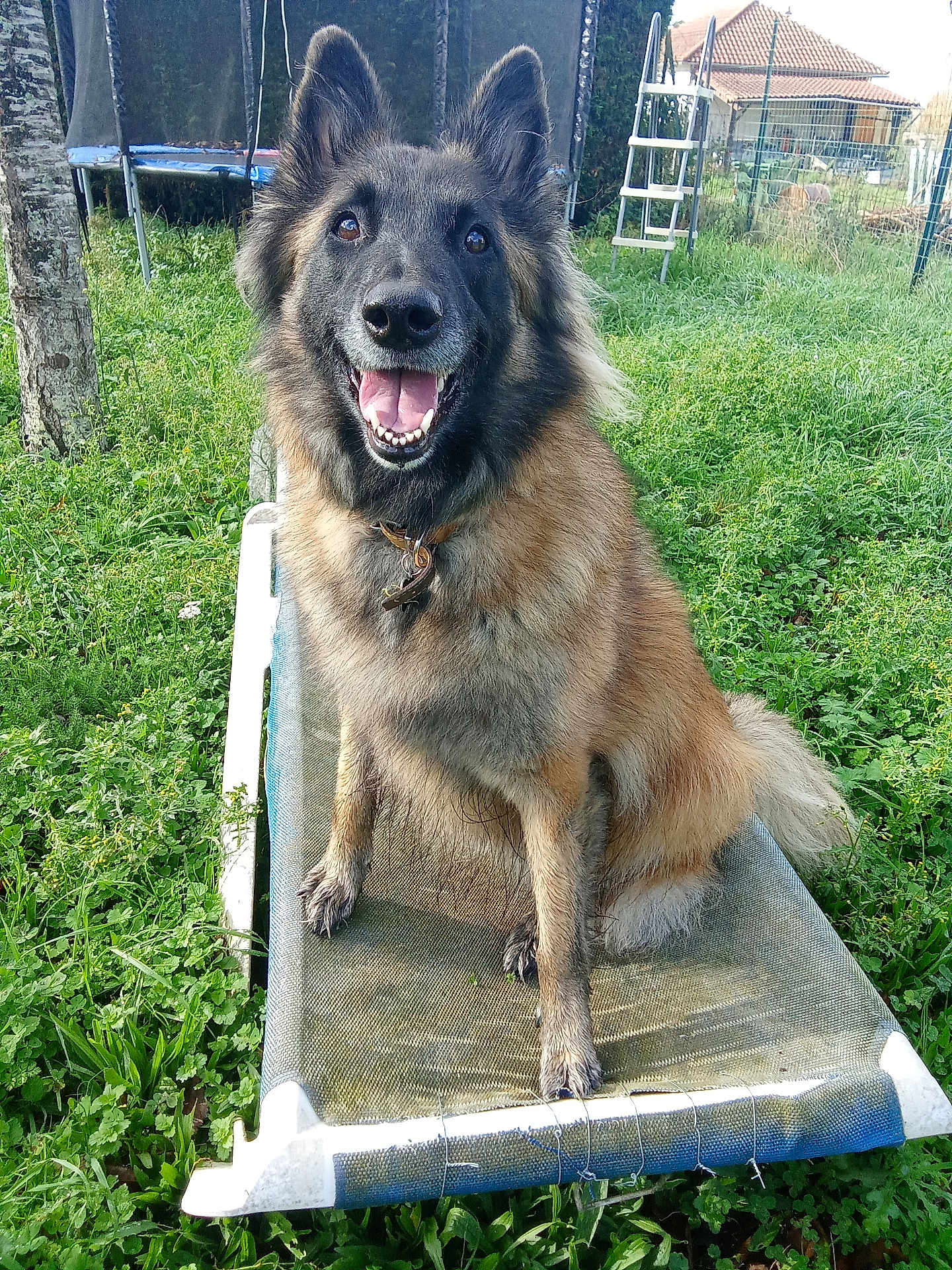 Nala a rejoint le concours — aidez-le/la à gagner de superbes lots ! dog, pet_bed, grass, outdoor, happy, canine, fence, garden, play_equipment, trampoline, tree, collar, smiling, animal, fur, tongue, ears, nature, sunlight, leisure