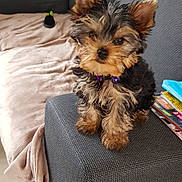 Titouan a rejoint le concours — aidez-le/la à gagner de superbes lots ! puppy, dog, yorkshire_terrier, couch, living_room, blanket, fur, pet, small_dog, ears, cute, domestic_animal, furniture, indoor, animal, brown, black, sitting, curious, toy