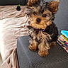 puppy, dog, yorkshire_terrier, couch, living_room, blanket, fur, pet, small_dog, ears, cute, domestic_animal, furniture, indoor, animal, brown, black, sitting, curious, toy