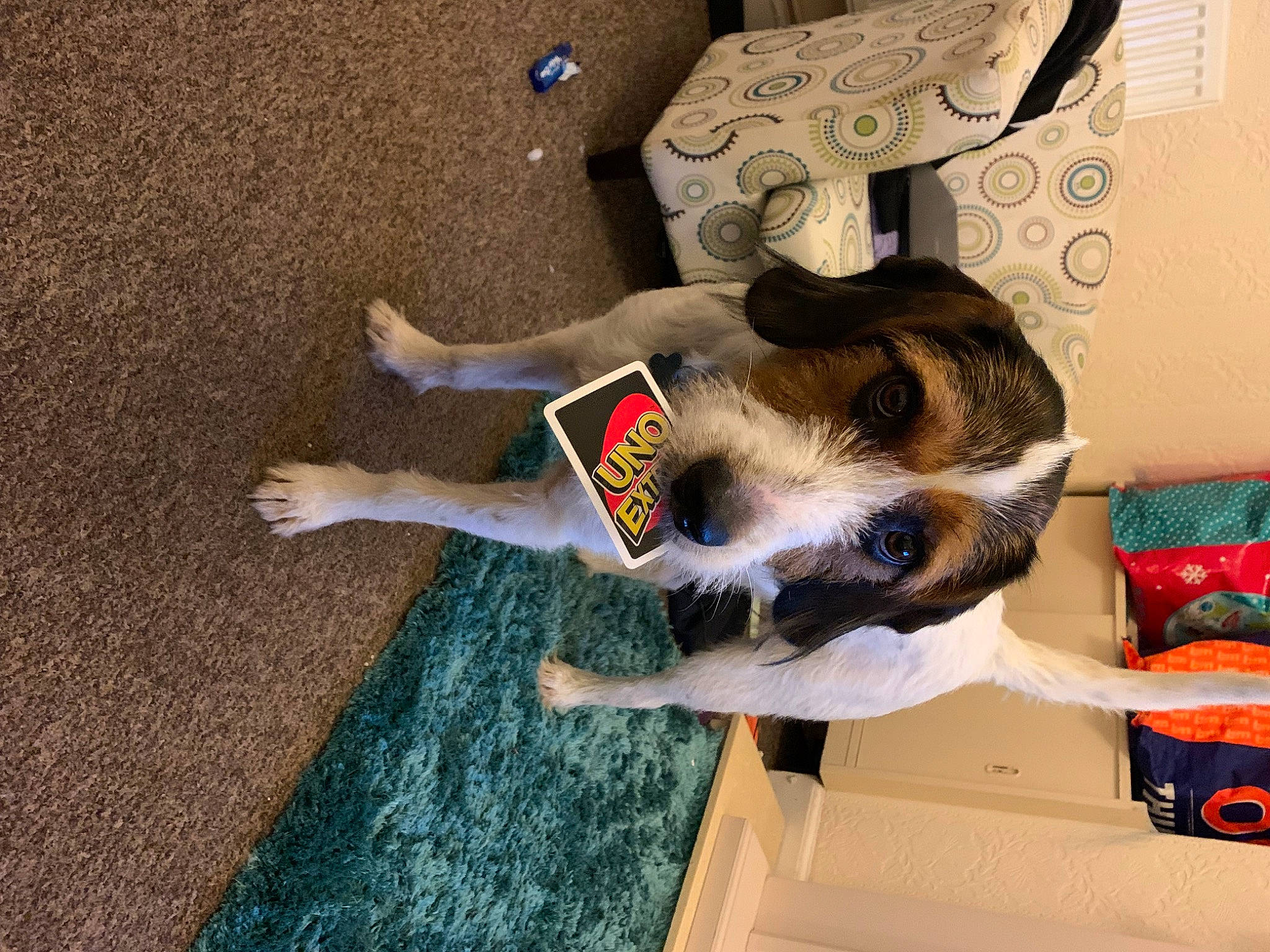 Jeremy joined the competition — help win amazing prizes! asphalt, canidae, carmine, carnivore, companion_dog, dog, dog_breed, fawn, felidae, flooring, fur, hardwood, human_leg, paw, plant, small_to_medium_sized_cats, sporting_group, tail, visual_arts, wood