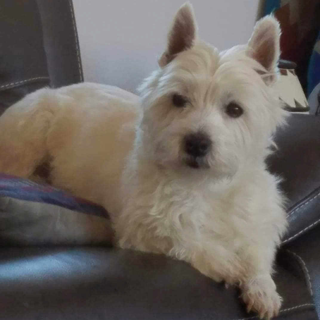 Noble joined the competition — help win amazing prizes! animal, calm, canine, closeup, companion, cute, dog, domestic_animal, ears, fluffy, fur, furniture, household, indoor, leather_chair, lounging, pet, portrait, resting, white_dog