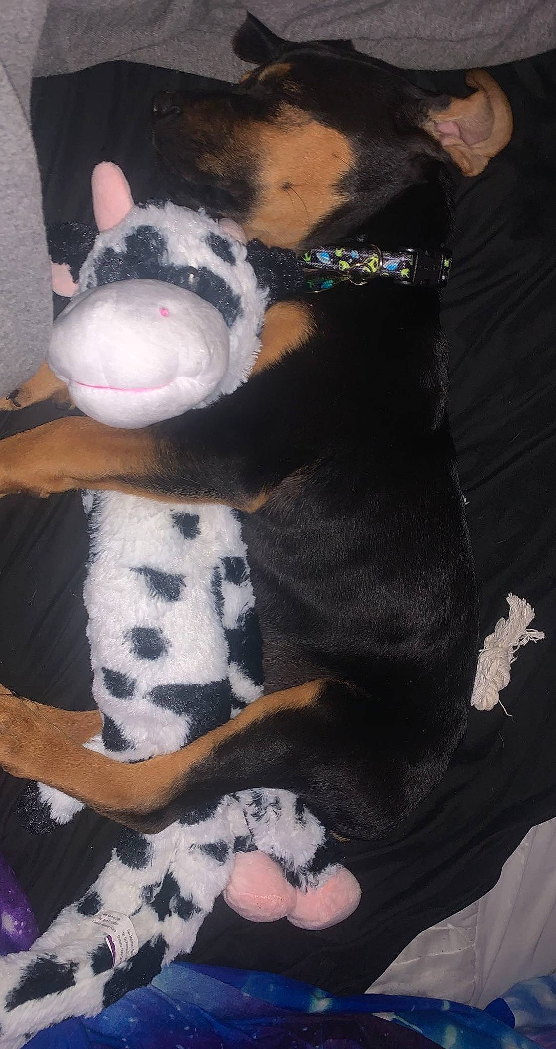 Tucker is registered to the contest to win money with this photo: baby_toddler_clothing, black, canidae, cap, carmine, doll, fawn, fur, linens, livestock, pattern, pink, plush, sitting, sleeve, stuffed_toy, toy, white, wool, woolen