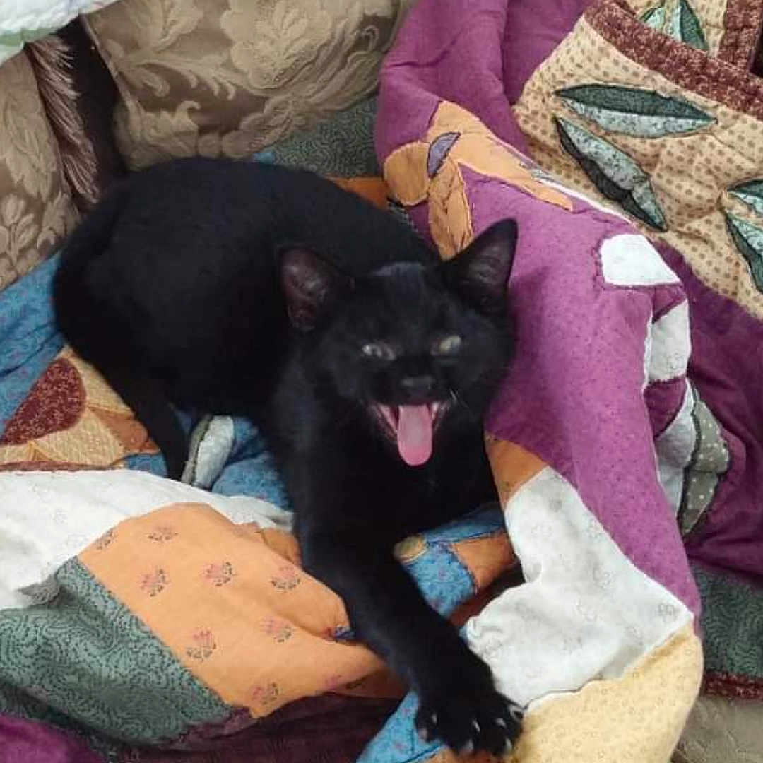 Shelby is registered to the contest to win money with this photo: animal, applique, bed, bedroom, blackcat, blanket, cat, couch, cushion, egyptiancat, furniture, homedecor, indoors, kitten, linen, pattern, pet, pillow, quilt, room