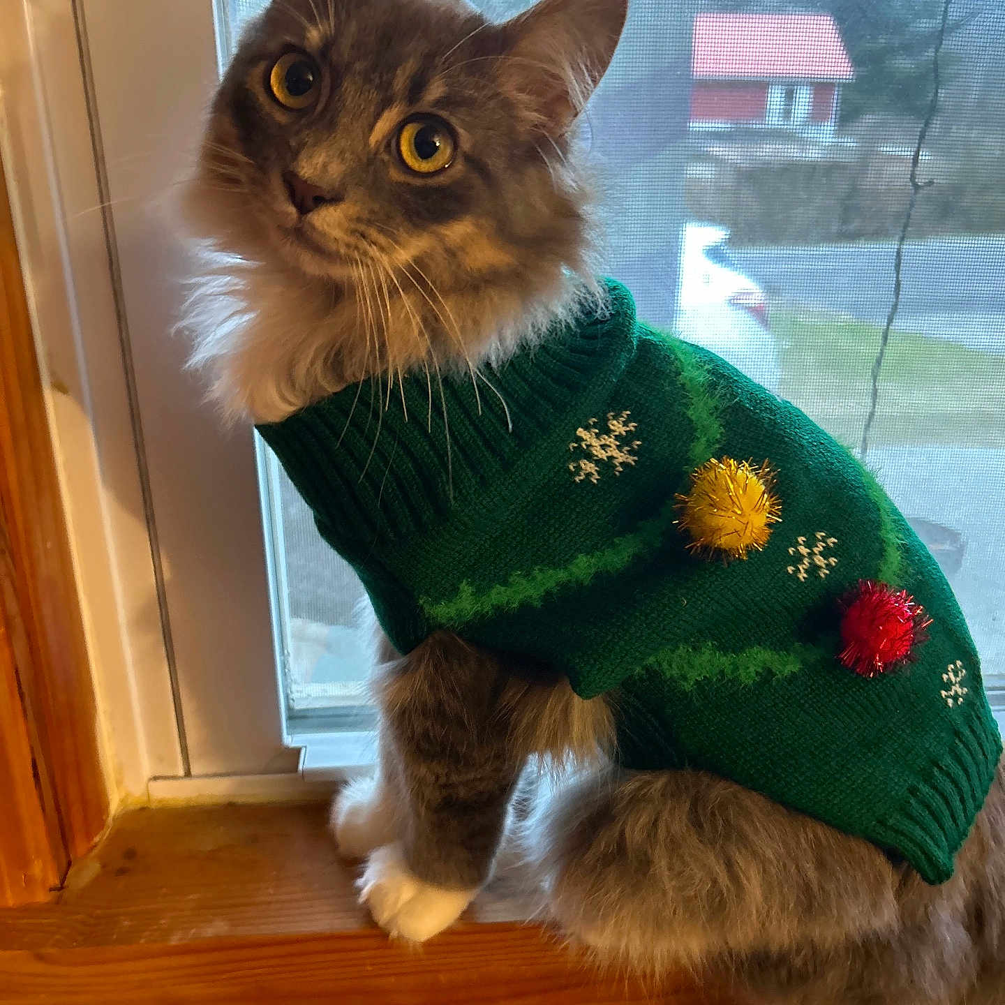 Strawberry joined the competition — help win amazing prizes! abyssinian, angora, animal, cap, cat, clothing, dress, glove, hat, hoodie, hosiery, kitten, knitwear, manx, pattern, pet, sweater, sweatshirt, window, windowsill