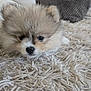 dog, puppy, pomeranian, fluffy, fur, cute, eyes, nose, ears, small_pet, lying_down, indoor, rug, texture, pillow, cozy, close_up, portrait, soft, homedecor
