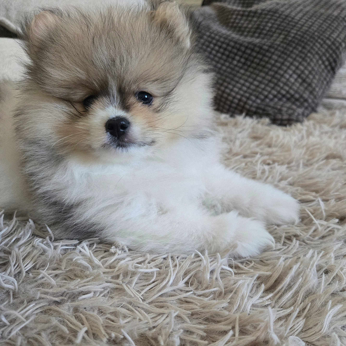 Kaito