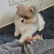 Kaito participe au concours pour gagner de l'argent avec cette photo : puppy, dog, pomeranian, small_dog, pet, fluffy, fur, rope_toy, toy, blanket, carpet, indoor, wall_socket, cozy, sitting, portrait, cute, paws, whiskers, playful
