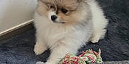 Kaito participe au concours pour gagner de l'argent avec cette photo : puppy, pomeranian, dog, fluffy, toy, rope_toy, blanket, rug, carpet, paw, fur, cute, small_pet, indoor, home_interior, sitting, portrait, wall_socket, floor, play