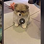 puppy, dog, small_dog, fluffy, fur, video_play_button, screenshot, tile_floor, indoor, toy, doll, slippers, pajama, hearts_pattern, shadow, cute, pet, floor, home, thumbnail