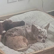 Calysta participe au concours pour gagner de l'argent avec cette photo : dog, chihuahua, pet_bed, sleeping, cozy, blanket, wooden_frame, wall_socket, power_cord, stuffed_toy, fur, small_dog, resting, indoor, close_up, sleepy, ears, nose, bed, wood_texture