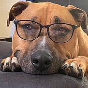 Brownie Blaze is registered to the contest to win money with this photo: dog, glasses, close_up, resting, paw, couch, brown_fur, indoor, pet, nosedetail, face, animal, cute, relaxed, portrait, furniture, ears, whiskers, domestic_animal, snout