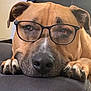 dog, glasses, close_up, resting, paw, couch, brown_fur, indoor, pet, nosedetail, face, animal, cute, relaxed, portrait, furniture, ears, whiskers, domestic_animal, snout