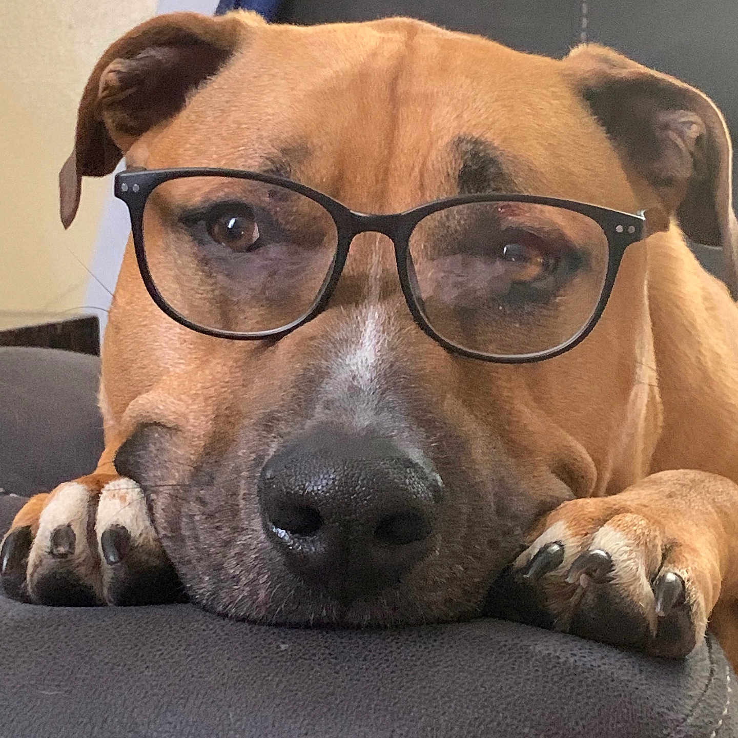 Brownie Blaze is registered to the contest to win money with this photo: animal, brown_fur, close_up, couch, cute, dog, domestic_animal, ears, face, furniture, glasses, indoor, nosedetail, paw, pet, portrait, relaxed, resting, snout, whiskers