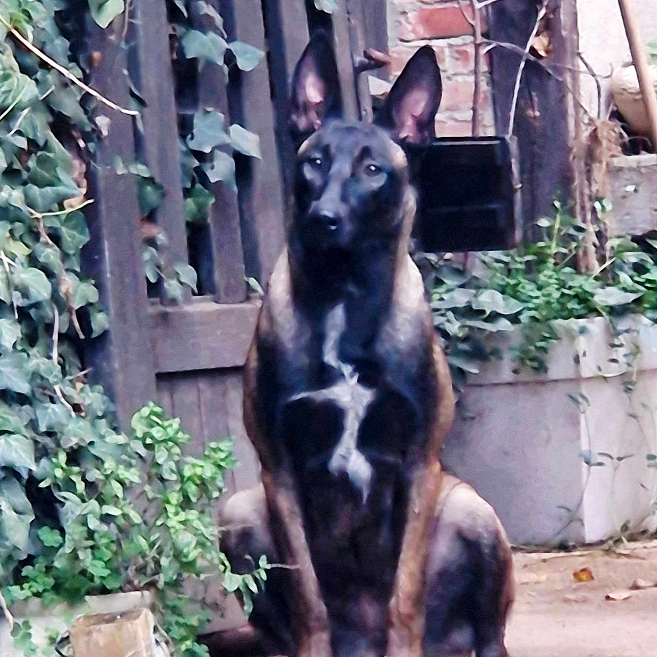 Nina participe au concours pour gagner de l'argent avec cette photo : alert, animal, black, brick_wall, brown, canine, concrete, dog, ears_up, garden, greenery, guard, leafy, nature, outdoor, pet, plants, sitting, step, wooden_fence