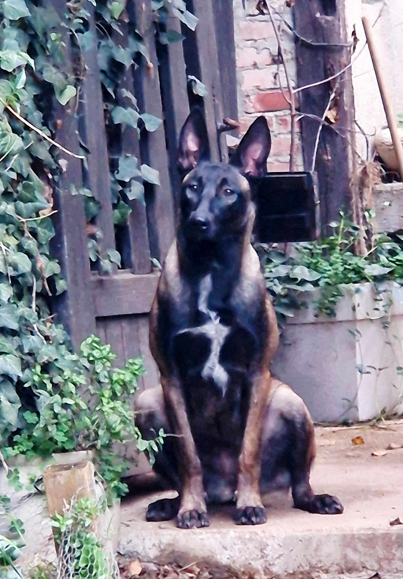 Nina participe au concours pour gagner de l'argent avec cette photo : dog, animal, pet, sitting, outdoor, garden, plants, greenery, concrete, step, wooden_fence, brick_wall, ears_up, alert, brown, black, canine, nature, leafy, guard