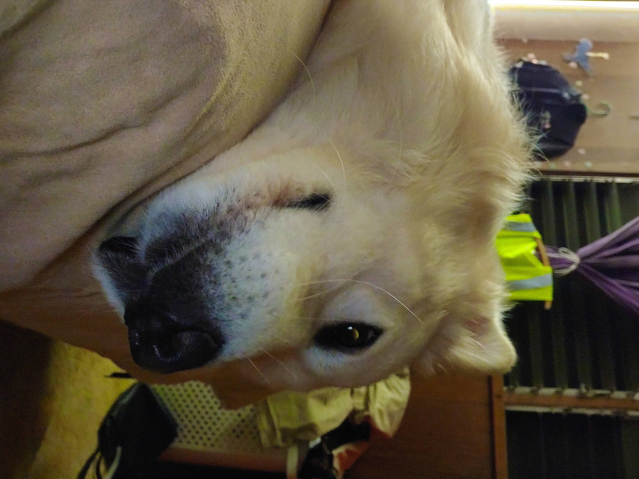 Kuma is registered to the contest to win money with this photo: canidae, carnivore, collar, companion_dog, dog, dog_breed, ear, fawn, fur, jaw, non_sporting_group, snout, sporting_group, terrestrial_animal, whiskers, working_animal