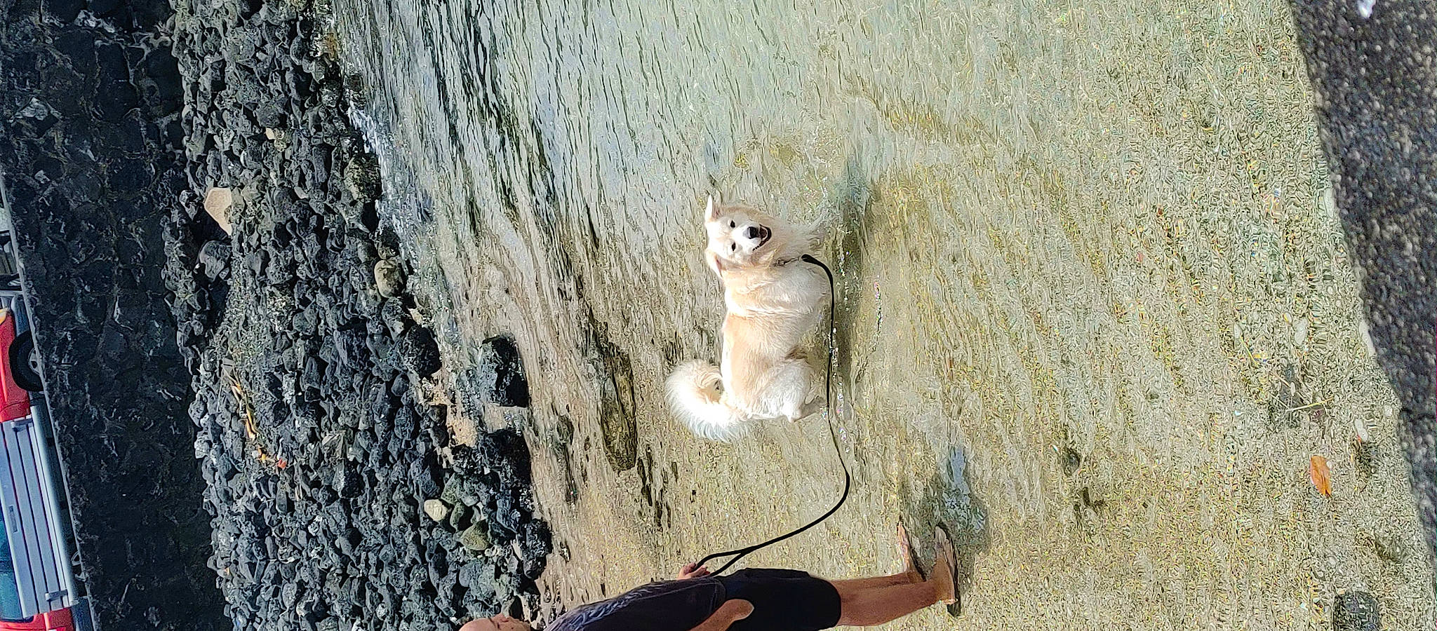 Kuma joined the competition — help win amazing prizes! asphalt, carnivore, fawn, felidae, foot, grass, grey_squirrel, landscape, plant, rodent, sand, small_to_medium_sized_cats, squirrel, tail, terrestrial_animal, tree, trunk, vertebrate, whiskers, wood